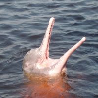 Head shot: The River Dolphin\'s tiny eyes and forehead bulge point to the cetacean\'s chief means of detecting its main prey of fish: echolocation, via sensors in the bulge. | YOSHIAKI MIURA