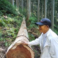 Prime specimens: Mr. Matsuki, chief forester of our Afan Trust, stands by a 150-year-old cedar felled in the Mount Yoshino forest. | KYODO PHOTO