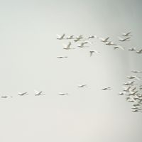 Sight lines: A flock of Bewick\'s Swans departs Sarobetsu, where a road (below) seems to head straight for the volcano-island of Rishiri. | MARK BRAZIL PHOTOS