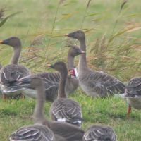 A Bean Goose group at Sarobetsu, one of which is ringed with a collar. | HIROSHI IKAWA PHOTOS