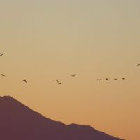 Art in nature: Still life with geese and Mount Rishiri in the Sea of Japan. | COURTESY OF MAO ISHIKAWA, JON MITCHELL