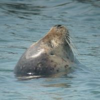 A lolling Spotted Seal at Bakkai, northern Hokkaido, displays the large eyes and long sensitive whiskers suited to its diving lifestyle as it hunts fish and octopus. | MARK BRAZIL PHOTOS