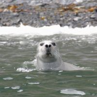 A Spotted Seal basks in nose-up mode off Hokkaido, with its eyes closed but an ear opening clearly visible. | &#169;KAMIOKA OBSERVATORY, ICRR (INSTITUTE FOR COSMIC RAY RESEARCH), THE UNIVERSITY OF TOKYO