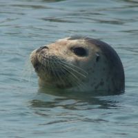 A Bearded Seal with both nostrils open off Kamchatka seems to have spied the camera. | &#169;KAMIOKA OBSERVATORY, ICRR (INSTITUTE FOR COSMIC RAY RESEARCH), THE UNIVERSITY OF TOKYO