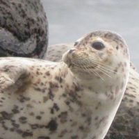 Another Spotted Seal off Hokkaido checks for danger | &#169;KAMIOKA OBSERVATORY, ICRR (INSTITUTE FOR COSMIC RAY RESEARCH), THE UNIVERSITY OF TOKYO