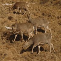 Happiness is being herd: A group of female Sika Deer graze in winter sunlight. | MARK BRAZIL