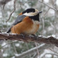 Flocking together: In Hokkaido\'s long winter, it\'s not unusual to find avian species such as the Varied Tit, the Eastern Great Tit, the Marsh Tit and the Eurasian Nuthatch seeking safety, and food, in large numbers together. | MARK BRAZIL PHOTOS