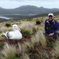 Deep delight: Never happier than when alone with wildlife, here I am with a brooding Southern Royal Albatross on New Zealand\'s southerly Campbell Island on Dec. 15, 2008. | MARK BRAZIL PHOTOS