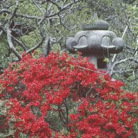 While in spring the azaleas astonish. | MARK BRAZIL