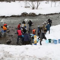 Borne to be wild: Schoolchildren are helped by volunteers to carry buckets of salmon fry from a hatchery down the banks of the Torii River just by my study, and release them into its clear water. In three to six years from now, the wonderful possibility beckons of them returning here as adults to spawn. | C.W. NICOL PHOTOS