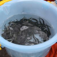 Moments from freedom: Salmon fry in a bucket ready to be put into the Torii River. | KYODO