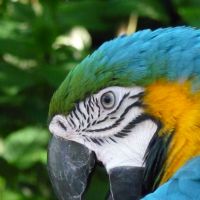 Blue swoon: The body feathers (below) of this Blue-and-Yellow Macaw in Brazil are seen here spread for cooling. | MARK BRAZIL PHOTOS