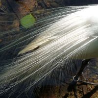 Sex appeal: A peacock\'s flashy tail feathers aim only to ensure its genes are passed on. | MARK BRAZIL PHOTOS