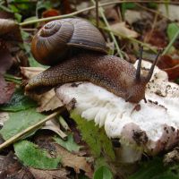 Snail (fe)males : Eye stalks erect, a snail feasts on a mushroom in Hokkaido. | MARK BRAZIL PHOTOS