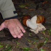 Mating giant snails in Brazil. | COVER DESIGN BY TIERY LE...