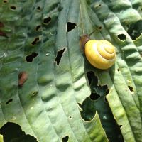 Evidence of snails and slugs in my friends\' garden. | COVER DESIGN BY TIERY LE...