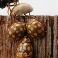 Globe trotters: Ladybugs and spiders are among the insects that migrate with the breeze &#8212; along with dust particles that are blown all across the world. | MARK BRAZIL PHOTOS