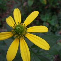 Pretty pest: While it is prized by some cultures, &#333;han-gon s&#333; &#8212; also known by English names such as cutleaf, coneflower and goldenglow &#8212; has been designated unwelcome in Japan. Below: We had to pull up all of ours and incinerate them. | OSAWA, AFAN WOODLAND TRUST