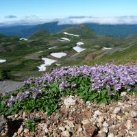 Daisetsu delights: Pentstemon frutescens (above) up in the Daisetsu Mountains of central Hokkaido, where Dicentra peregrina (below) and insectivorous Drosera sundew plants also compete in specialized ways for nutrients and to reproduce. | MARK BRAZIL