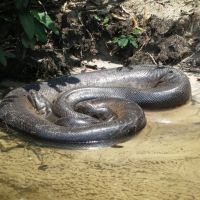 Forest finds: A Green Boa Constrictor (above) suns itself beside a pool, while on the forest floor, surface roots abound due to the Amazon\'s shallow soils. | MARK BRAZIL