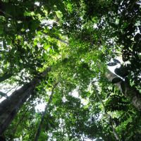 Light hunters: The dense cover of the forest canopy (above), and lichen and green fungus adorning a tree trunk. | MARK BRAZIL