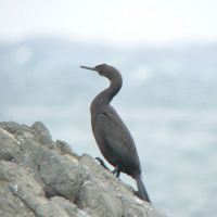 The world is their oyster: Cormorants are a species of diving waterbirds that feed on fish and are found all over the globe. Japanese cormorants at sea. In Asia, they have been domesticated for fishing. | MARK BRAZIL