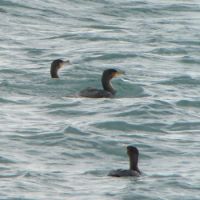 A Pelagic Cormorant, a smaller member of the cormorant family that lives in the northern Pacific. | MARK BRAZIL