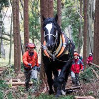 Samurai King makes light work of hauling heavy logs. | HILLEL WRIGHT PHOTOS