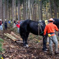 Team work: Samurai King and Takashi Iwama work to lighten the national forest. | HILLEL WRIGHT PHOTOS