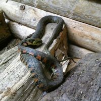 Snakes in our woods (Top to bottom): A tiger keelback; forest rat snake; Japanese viper; Japanese keelback; four-lined rat snake; and a Japanese rat snake. | C.W. NICOL AFAN WOODLAND TRUST