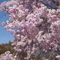 Palatable pink: Yae-zakura blossoms are the most commonly eaten variety. | REBECCA MILNER