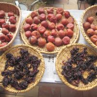 Preparing a plum crop: Umeboshi can take weeks to make. After being salted and weighted down, the ume fruits are dried in the sun for a few days to soften the skins. | SATOKO KAWASAKI