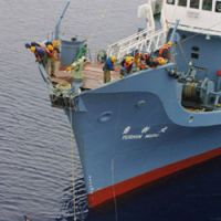 A harpooned minke whale dangles from the catcher ship Yushin Maru in the Southern Ocean on Dec. 16, 2001. | ROBBIE SWINNERTON