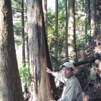 Danger signs: Forestry worker and bear enthusiast Hideyuki Yoshizawa points to a  sugi  (cedar) tree in a plantation outside Owase, Mie Prefecture, that has had bark stripped off by a bear seeking out the sweet sap beneath. Damage like this is widespread and can often lead to a tree dying or becoming diseased. | WINIFRED BIRD