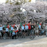 Members of the Half-Fast cycling club enjoy the cherry blossoms during one of their cycling tours in Tokyo this spring. | COURTESY OF HALF-FAST CYCLING CLUB