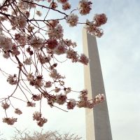 Blossoming international relationships: Cherry blossom on the National Mall overlooking the Washington Monument in Washington, D.C. | PAULE SAVIANO