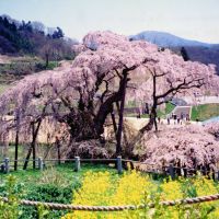 Overwhelming: Named \"Taki-zakura\" (\"Waterfall Cherry\"), this more than 1,000-year-old benishidarezakura (weeping higan cherry; Prunus subhirtella var. pendula) at Miharu, Fukushima Prefecture, is a designated national treasure that stands 12 meters high, spreads more than 22 meters across and attracts 300,000 visitors a year. | ANDREW KERSHAW PHOTOS