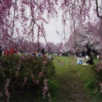 Party time: Groups of people in Hirosaki, Aomori Prefecture, having hanami (blossom-viewing) parties under a variety of cherry trees briefly in flower. | SATOKO KAWASAKI