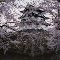 Art of war: Cherry blossoms at Hirosaki Castle, Aomori Prefecture. | ANDREW KERSHAW