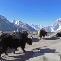Light brigade: Unburdened yaks head down by the Khumbu Glacier amid typically spectacular Himalayan scenery. | VICTORIA JAMES PHOTOS