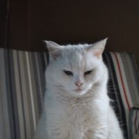 The meditating cat on her upholstered chair. | AMY CHAVEZ