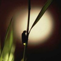 Bug\'s life: Heike-botaru fireflies go into their glowing season around Tokyo soon. | ITABASHI HOTARU BREEDING FACILITY