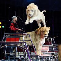 Big top beasts: A lion performance is just one of the many events at Kinoshita Circus, which is in its 109th year. | KINOSHITA CIRCUS