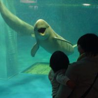 New digs: Finless porpoises are among the special residents at Miyajima Public Aquarium. | MIYAJIMA PUBLIC AQUARIUM