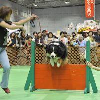 Furry friends: Pets take center stage at the Pet Haku industry fair. | &#169; PET HAKU 2011
