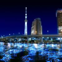 Lighten up: Sumida River is expected to shine during the Tokyo Hotaru Festival. | SADAMU SAITO PHOTOS