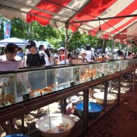 Something fishy: Visitors to the Kingyo Matsuri (Goldfish Festival) in Tokyo\'s Edogawa ward can expect to see around 20 different kinds of goldfish. | PHILIP BRASOR AND MASAKO TSUBUKU