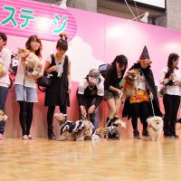 Dogs on the catwalk: Dog owners and their pets take part in a canine fashion show at last year\'s Pet Expo in Osaka. The event caters to all types of furry friends. | PHOTO COURTESY OF THE CITY OF ITOMAN