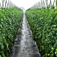 Tomatoes in the village of Nagai (Yokosuka, Kanagawa Pref.) pictured on the verge of their ripening stage. | PHOTO COURTESY OF THE CITY OF ITOMAN