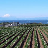 Chilled greens: In winter, rows of cabbages fill the Miura Peninsula\'s fields against the backdrop of Mount Fuji. | PHOTO COURTESY OF THE CITY OF ITOMAN